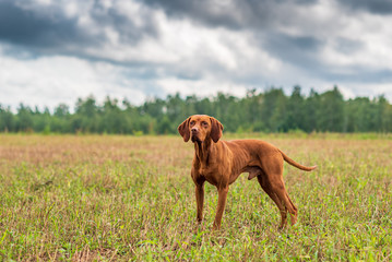 Portrait of a magyar vizsla standing in a closeup close-up.