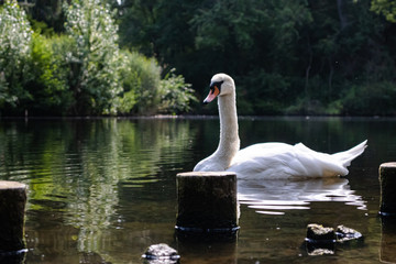 swan