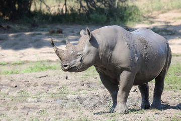 Fototapeta premium Spitzmaulnashorn / Hook-lipped rhinoceros / Diceros bicornis