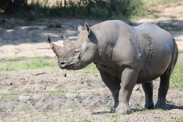 Fototapeta premium Spitzmaulnashorn / Hook-lipped rhinoceros / Diceros bicornis