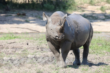 Obraz premium Spitzmaulnashorn / Hook-lipped rhinoceros / Diceros bicornis