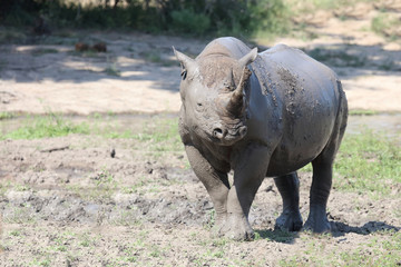 Obraz premium Spitzmaulnashorn / Hook-lipped rhinoceros / Diceros bicornis