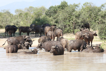 Kaffernb&uuml;ffel / Buffalo / Syncerus caffer