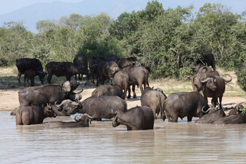 Kaffernb&uuml;ffel / Buffalo / Syncerus caffer