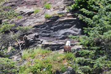  Eagle in the rocks or 