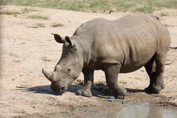 Obraz premium Breitmaulnashorn / Square-lipped rhinoceros / Ceratotherium Simum