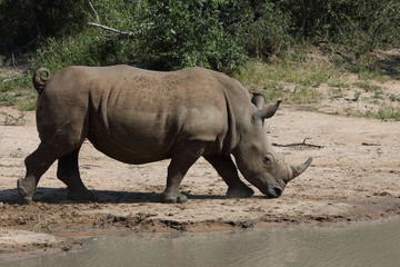 Naklejka premium Breitmaulnashorn / Square-lipped rhinoceros / Ceratotherium Simum