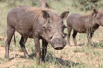 Warzenschwein / Warthog / Phacochoerus africanus