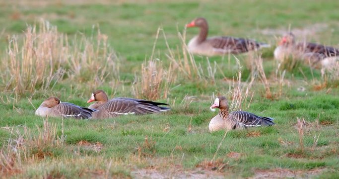 Group of greater white-fronted goose, Anser albifrons, resting on a meadow in the Beka Nature Reserve