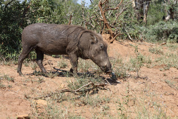 Warzenschwein / Warthog / Phacochoerus africanus