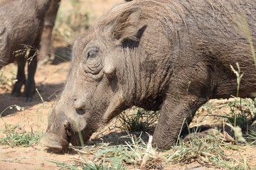 Warzenschwein / Warthog / Phacochoerus africanus