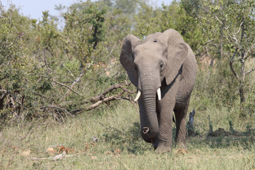 Afrikanischer Elefant / African elephant / Loxodonta africana