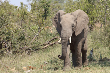 Afrikanischer Elefant / African elephant / Loxodonta africana