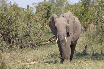 Fototapeta premium Afrikanischer Elefant / African elephant / Loxodonta africana