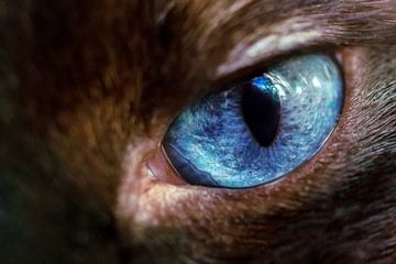 macro photo of blue eye of angry Siamese cat