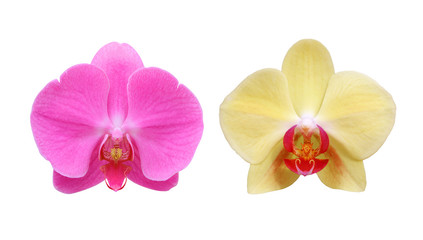 Pink and yellow orchid isolated on white