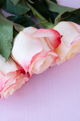 Three light yellow-red roses on a pink background
