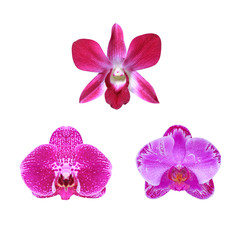 orchid collection isolated on white background