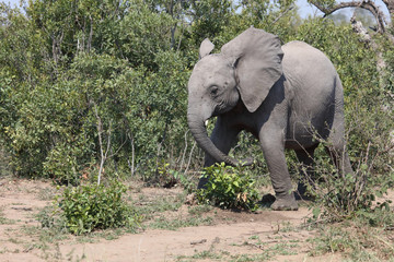 Obraz premium Afrikanischer Elefant / African elephant / Loxodonta africana