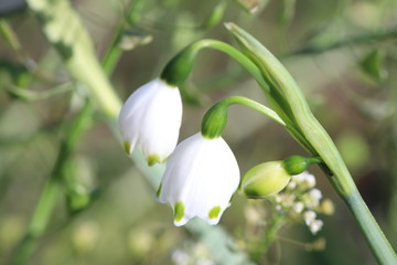 スノーフレーク（スズランスイセン）