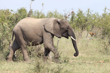 Obraz premium Afrikanischer Elefant / African elephant / Loxodonta africana