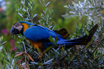 Blue macaw parrot on a branch of olive tree