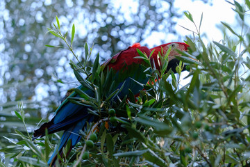 Blue and red macaw parrot on a branch of olive tree