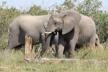 Fototapeta premium Afrikanischer Elefant / African elephant / Loxodonta africana