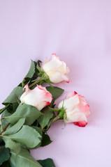 Three light yellow-red roses on a pink background