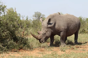 Foto op Plexiglas Breitmaulnashorn / Square-lipped rhinoceros / Ceratotherium Simum © Ludwig