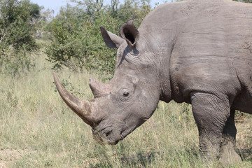 Fototapeta premium Breitmaulnashorn / Square-lipped rhinoceros / Ceratotherium Simum