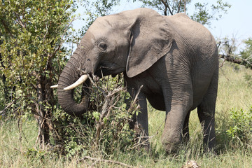 Afrikanischer Elefant / African elephant / Loxodonta africana