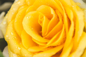Close up of Water drops on yellow rose