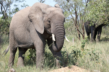 Fototapeta premium Afrikanischer Elefant / African elephant / Loxodonta africana