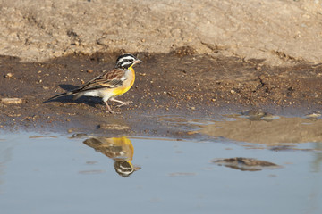 Gelbbauchammer / Golden-breasted bunting / Emberiza flaviventris.
