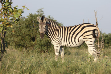 Steppenzebra / Burchell's zebra / Equus burchellii