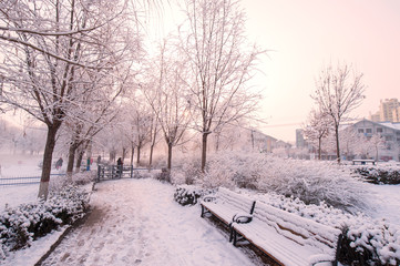 Snow scenery and rime in the park