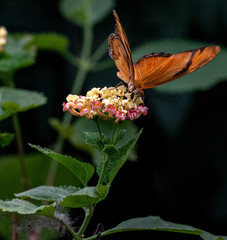 Bright Orange Wings on a Julia Butterfly Foraing on Flowers