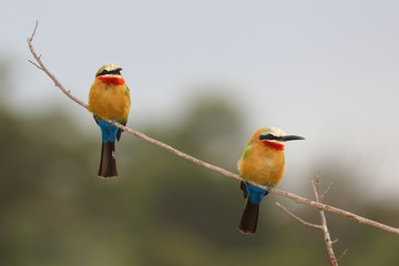 Weißstirnspint / White-fronted bee-eater / Merops bullockoides