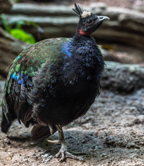 Metallic Blue and Green Plumage on a Congo Peafowl on the Ground