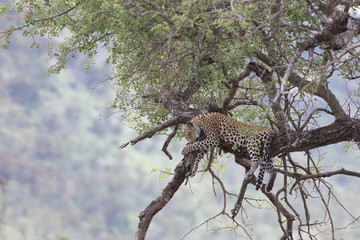 Leopard / Leopard / Panthera pardus.