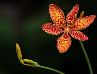 Bright Orange and Red Petals on a Leopard Lily and Buds
