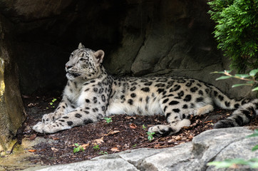 Iconic Spots on a Snow Leopard Laying in Front of a Cave