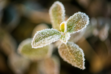 Wild plants under winter ice and snow