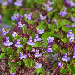 光を浴びて輝く満開のロベリアの花