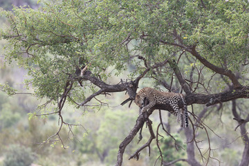 Leopard / Leopard / Panthera pardus.