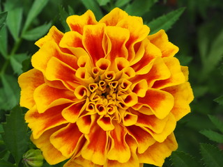 Yellow marigold macro has clear details. Is an ornamental plant that is easy to grow Commonly found For assembling articles and backgrounds