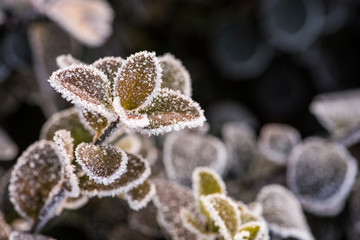 Wild plants under winter ice and snow