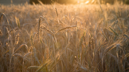 Beautiful view of gold wheat crop flied landscape in Spain