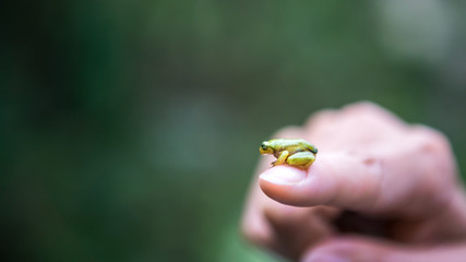 Close-up of small forest frog toad, sitting on the finger woman in Taiwan